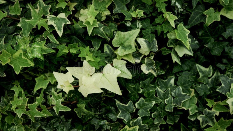 Verde y blanco de la hiedra ( de Goldchild; Hedera Helix) vintage del fondo de las hojas Protagonice la dimensi?n de una vari foto de archivo Verde y blanco de la hiedra ( de Goldchild; Hedera Helix) vintage del fondo de las hojas Protagonice la dimensi?n de una vari foto de archivo