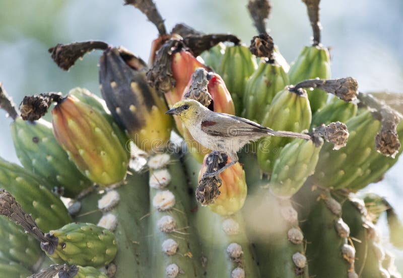 Verdin bird eating Saguaro Cactus fruit in the desert