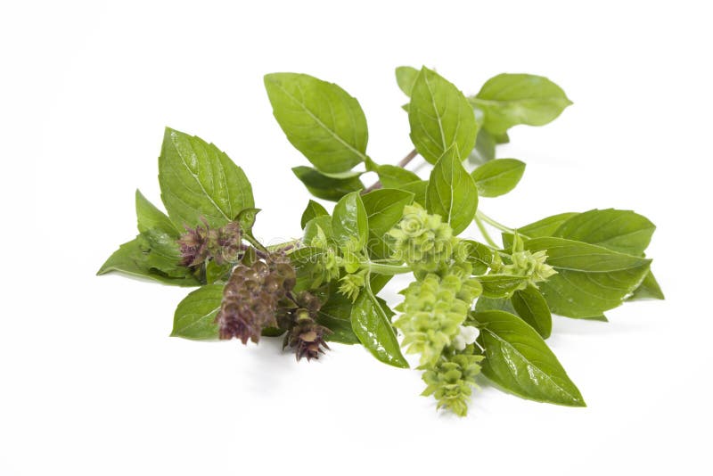 Basilic frais vert isolé photo stock