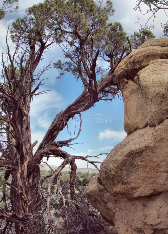 Twisted dead cedar tree near Aztec, New Mexico. Twisted dead cedar tree near Aztec, New Mexico