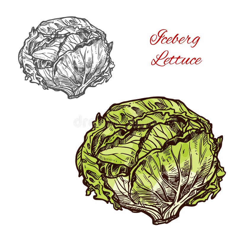 Verdura del bosquejo del vector de la lechuga de iceberg libre illustration Verdura del bosquejo del vector de la lechuga de iceberg libre illustration