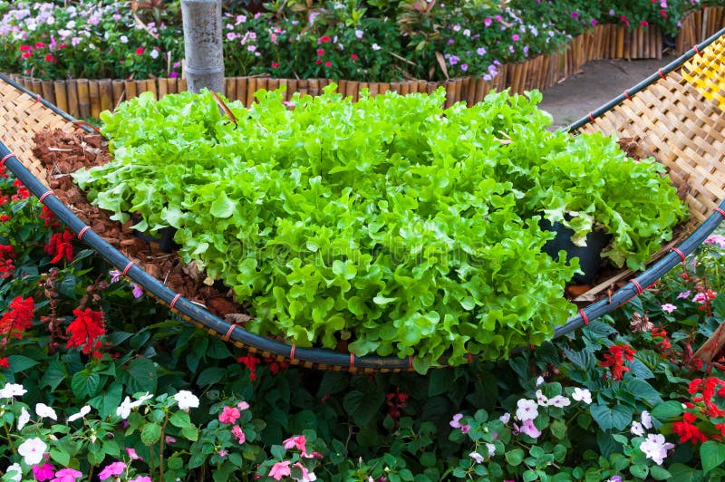 Verdura di insalata verde fresca su tessuto di bambù in giardino fotografia stock Verdura di insalata verde fresca su tessuto di bambù in giardino fotografia stock