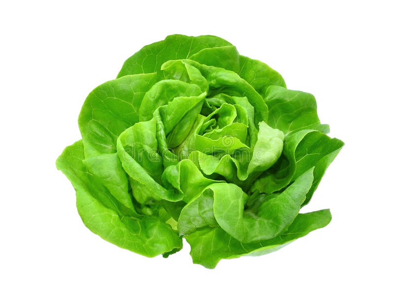 Verdura o insalata verde della lattuga del burro isolata su bianco
