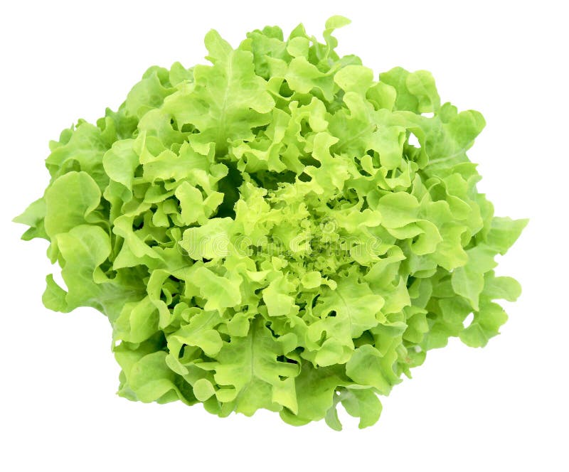 Verdura organica per la lattuga di iceberg verde di frillice dell'insalata isolata su fondo bianco fotografia stock Verdura organica per la lattuga di iceberg verde di frillice dell'insalata isolata su fondo bianco fotografia stock