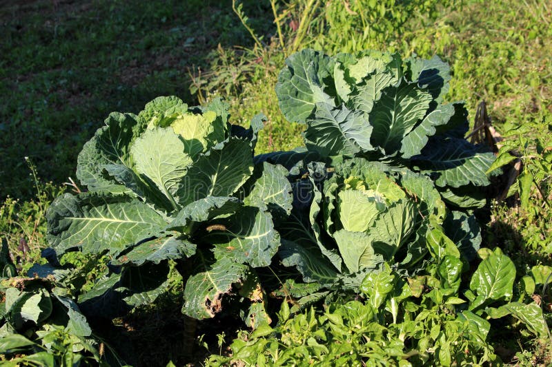 Verduras de colônia plantas vegetais folhosas com caules duros e folhas comestíveis verdes grandes e escuras que crescem no jardi fotografia de stock royalty free Verduras de colônia plantas vegetais folhosas com caules duros e folhas comestíveis verdes grandes e escuras que crescem no jardi fotografia de stock royalty free