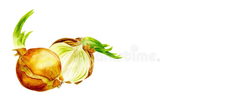 Verduras de la acuarela Fije las cebollas en un fondo blanco Corte la cebolla ilustración del vector Verduras de la acuarela Fije las cebollas en un fondo blanco Corte la cebolla ilustración del vector