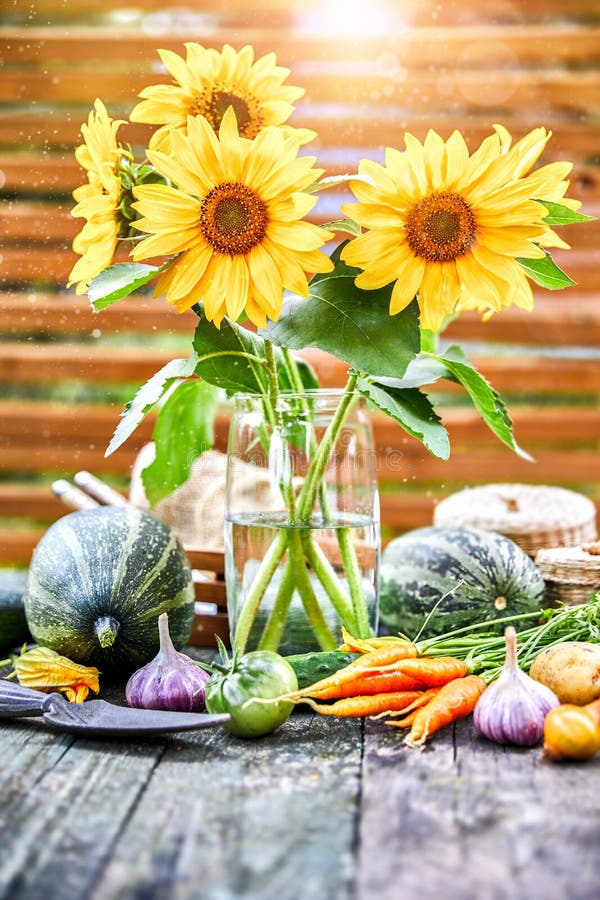 Verduras de la cosecha con las hierbas del girasol imagenes de archivo Verduras de la cosecha con las hierbas del girasol imagenes de archivo