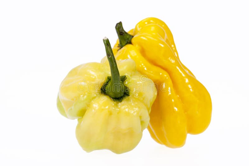 Verduras del pequeño habanero amarillo de la pimienta de chile en el fondo blanco imagenes de archivo Verduras del pequeño habanero amarillo de la pimienta de chile en el fondo blanco imagenes de archivo