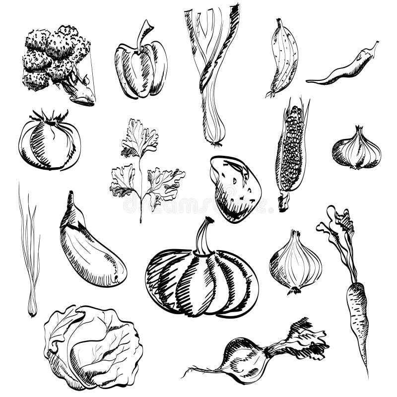 Conjunto de verduras dibujadas a mano libre illustration