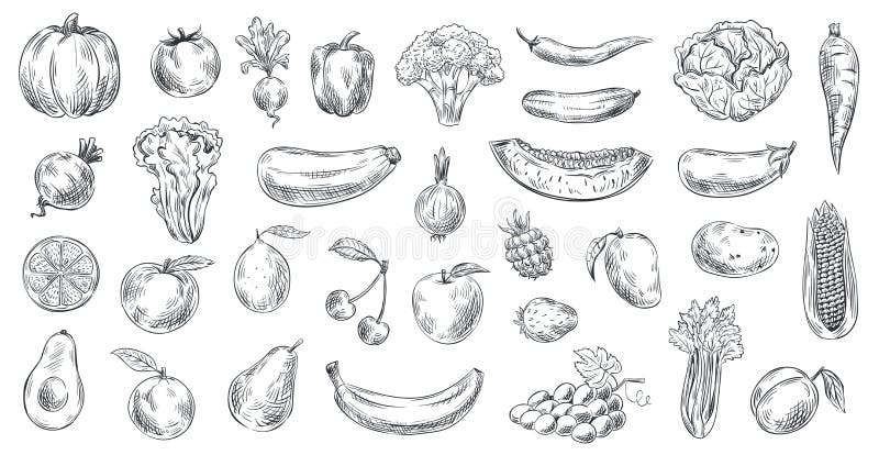 Verduras y frutas bosquejadas Alimento biológico exhausto de la mano, grabando el sistema del ejemplo del vector del bosquejo de Verduras y frutas bosquejadas Alimento biológico exhausto de la mano, grabando el sistema del ejemplo del vector del bosquejo de