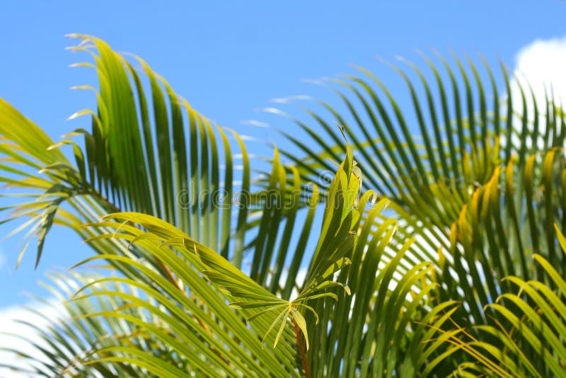 Verdure #1 images stock Verdure #1 images stock