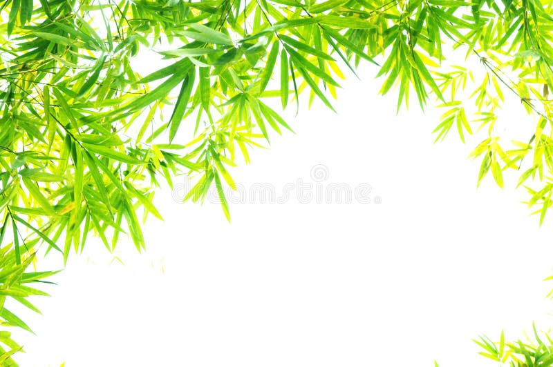 The verdure bamboo foliage