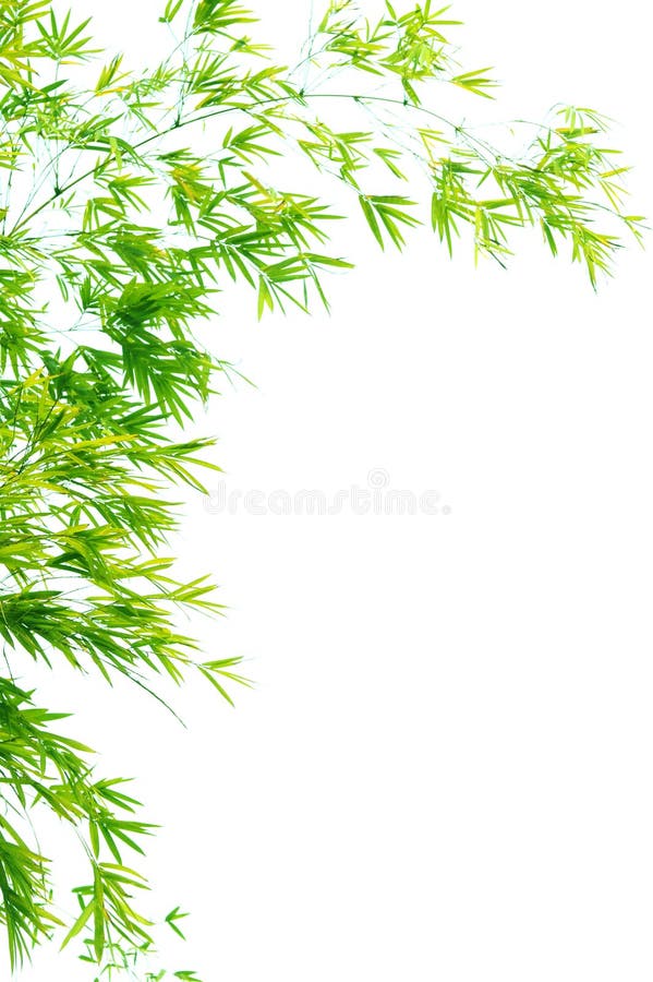 The verdure bamboo leaves