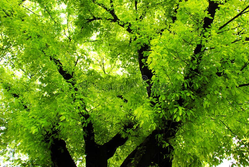 verdure banyan in spring