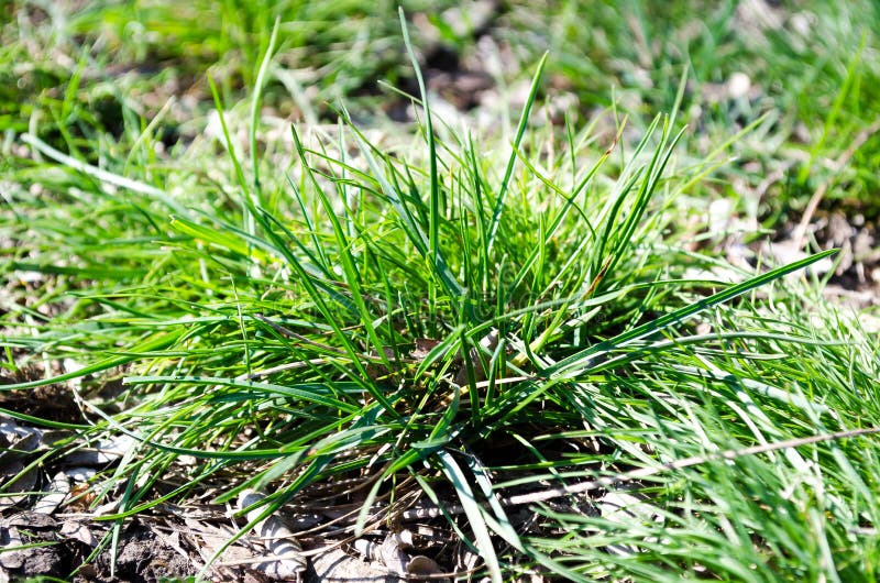Verdure de la ville et du m?got Souche sous l'herbe Herbe de Bush Herbe verte ?cologie de la ville Danger photos stock Verdure de la ville et du m?got Souche sous l'herbe Herbe de Bush Herbe verte ?cologie de la ville Danger photos stock