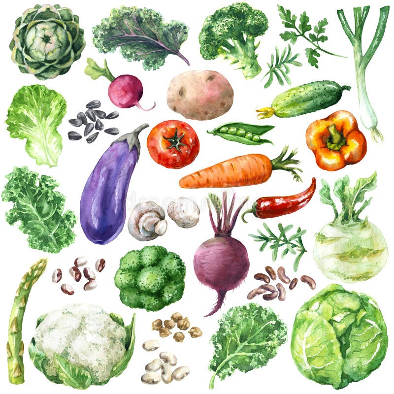Verdure dell'acquerello messe illustrazione di stock Verdure dell'acquerello messe illustrazione di stock
