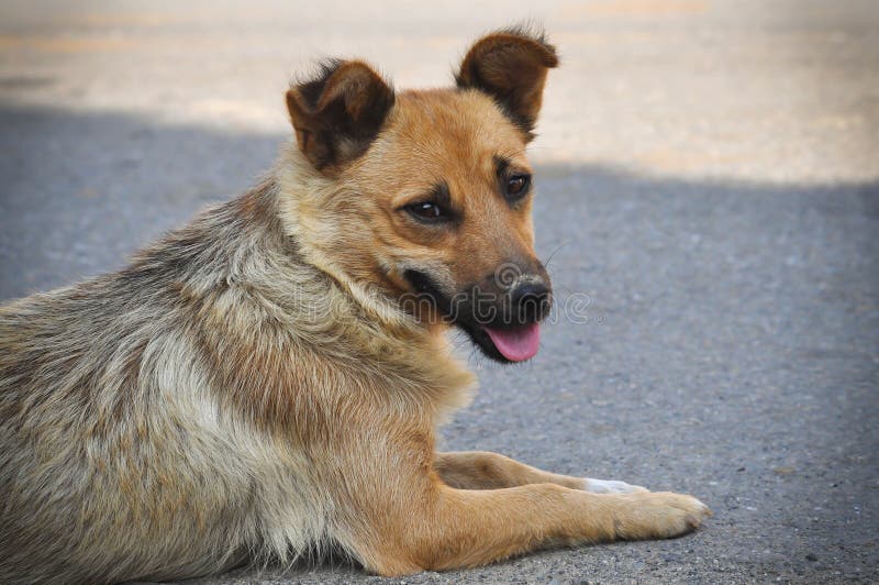 Verdwaalde hond die op de straat liggen royalty-vrije stock foto Verdwaalde hond die op de straat liggen royalty-vrije stock foto