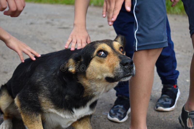 Verdwaalde Hongerige Hond De kinderen strijken de verdwaalde doen schrikken hond op de straat royalty-vrije stock fotografie Verdwaalde Hongerige Hond De kinderen strijken de verdwaalde doen schrikken hond op de straat royalty-vrije stock fotografie
