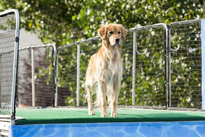 Verfolgen Sie Bereites, In Pool Zu Springen Stockfoto Bild von rampe
