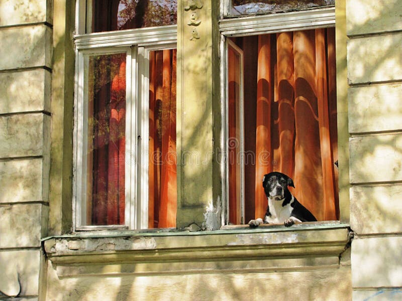 Hund, Der Aus Fenster Heraus Schaut Stockfoto Bild von