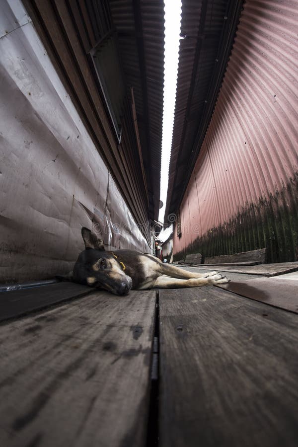 Verfolgen Sie lazing auf Gehweg zwischen hölzernen Pfahlhäusern in den Clananlegestellen Malaysias Penang stockbilder Verfolgen Sie lazing auf Gehweg zwischen hölzernen Pfahlhäusern in den Clananlegestellen Malaysias Penang stockbilder