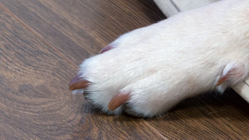 Verfolgt Tatze stockbild. Bild von sonderkommando, hund 49759727