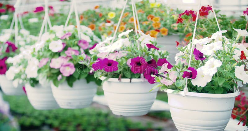 Verfolgung erlegter auf Blumenanlage