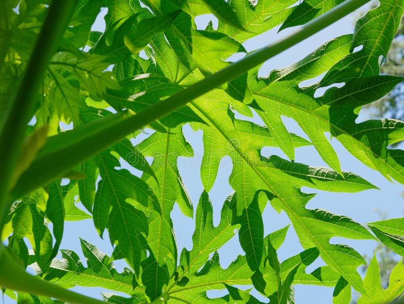 Verfrissing van jonge groene papaja-bladeren en -stengels stock afbeeldingen Verfrissing van jonge groene papaja-bladeren en -stengels stock afbeeldingen