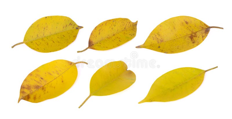 Vergelend (banyan) blad op wit royalty-vrije stock foto Vergelend (banyan) blad op wit royalty-vrije stock foto
