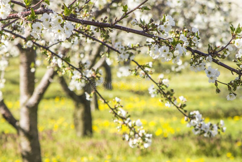 Verger de cerise avec des fleurs à la lumière du soleil lumineuse avec des rangées de tre photographie stock libre de droits Verger de cerise avec des fleurs à la lumière du soleil lumineuse avec des rangées de tre photographie stock libre de droits