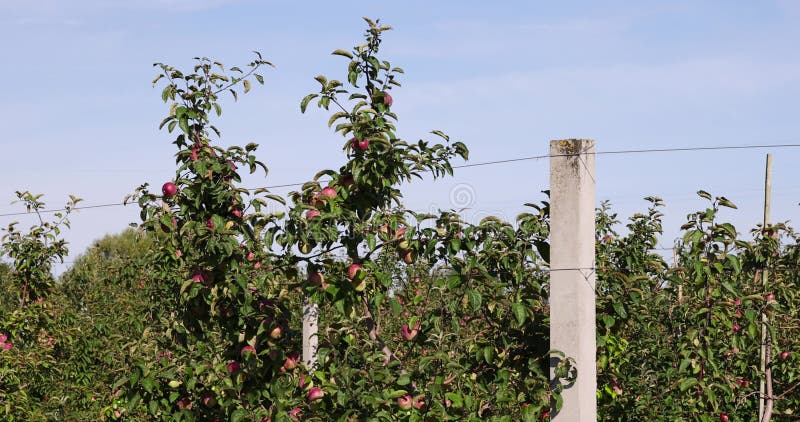 Verger de pommes avec feuillage vert et pommes rouges clips vidéos