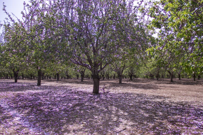 Verger des arbres d'amande photographie stock libre de droits Verger des arbres d'amande photographie stock libre de droits