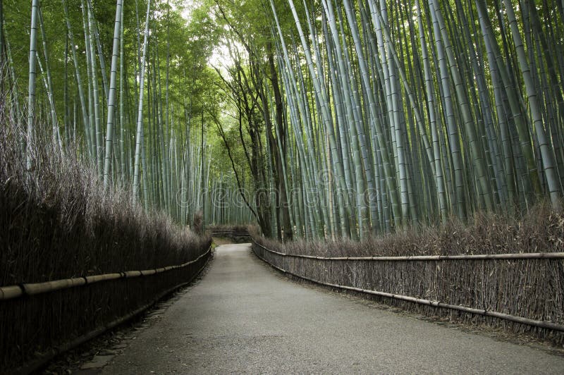 Verger en bambou dans Arashiyama à Kyoto, Japon photographie stock libre de droits Verger en bambou dans Arashiyama à Kyoto, Japon photographie stock libre de droits