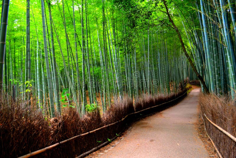 Verger en bambou à Kyoto, Japon photo stock Verger en bambou à Kyoto, Japon photo stock
