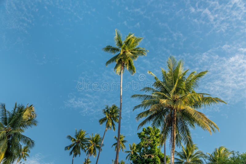 Verger pittoresque de palmier de noix de coco dans le climat tropical près de l'équateur sur des îles de Togean près de Sulawesi photographie stock Verger pittoresque de palmier de noix de coco dans le climat tropical près de l'équateur sur des îles de Togean près de Sulawesi photographie stock
