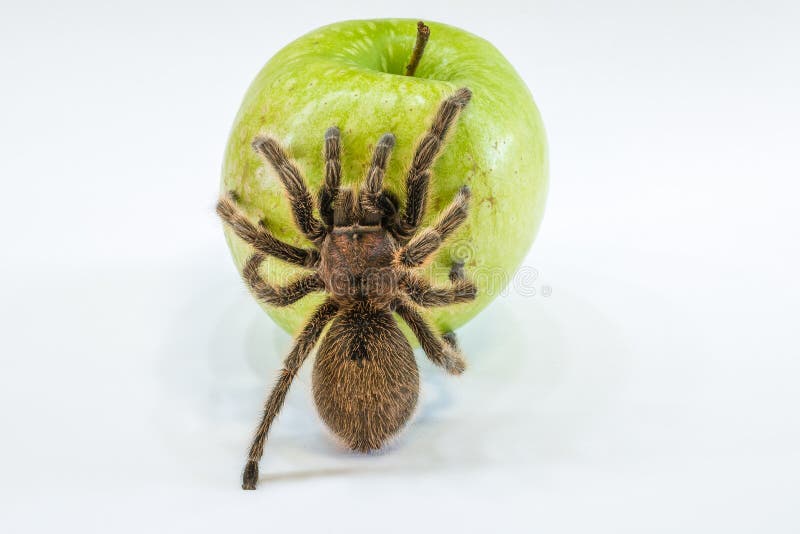Vergifteter Apfel, lizenzfreie stockfotografie Vergifteter Apfel, lizenzfreie stockfotografie