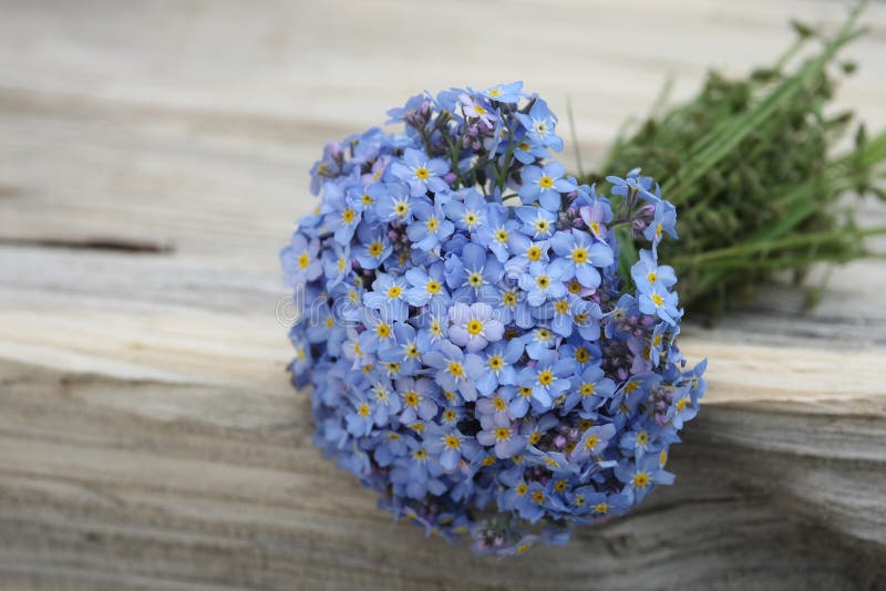 Vergissmeinnichtblumenstrauß lizenzfreie stockfotografie Vergissmeinnichtblumenstrauß lizenzfreie stockfotografie