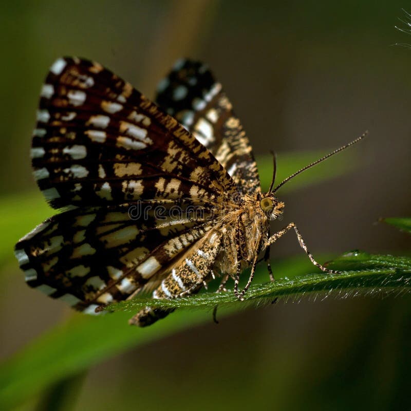 Vergitterter Heide, Chiasmia-clathrata ist eine Motte des Familie Geometridae stockfoto Vergitterter Heide, Chiasmia-clathrata ist eine Motte des Familie Geometridae stockfoto