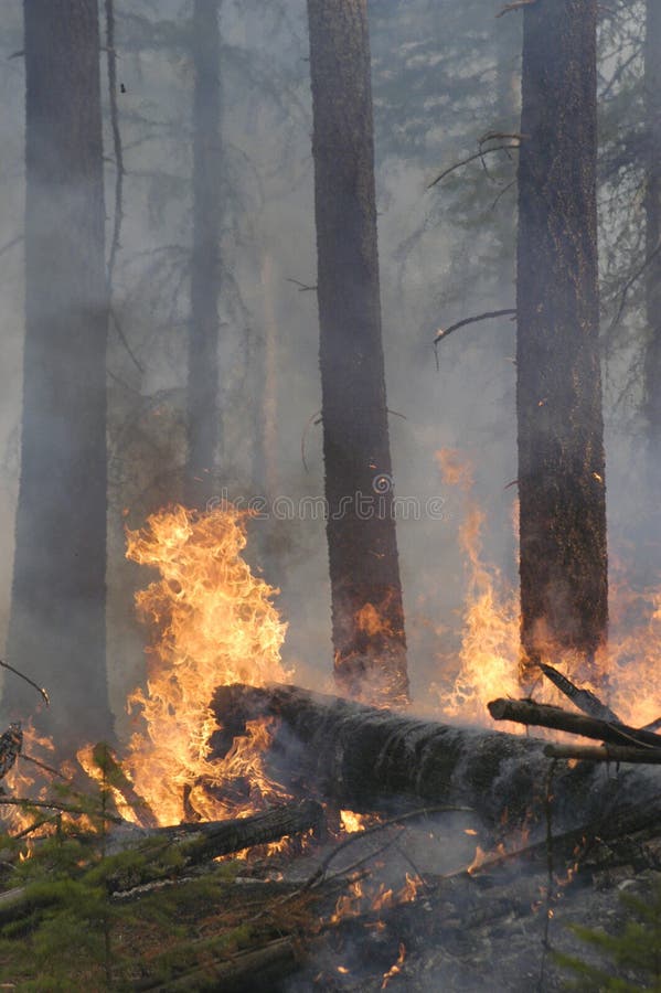 Verheerendes Feuer im Wald stockbilder Verheerendes Feuer im Wald stockbilder