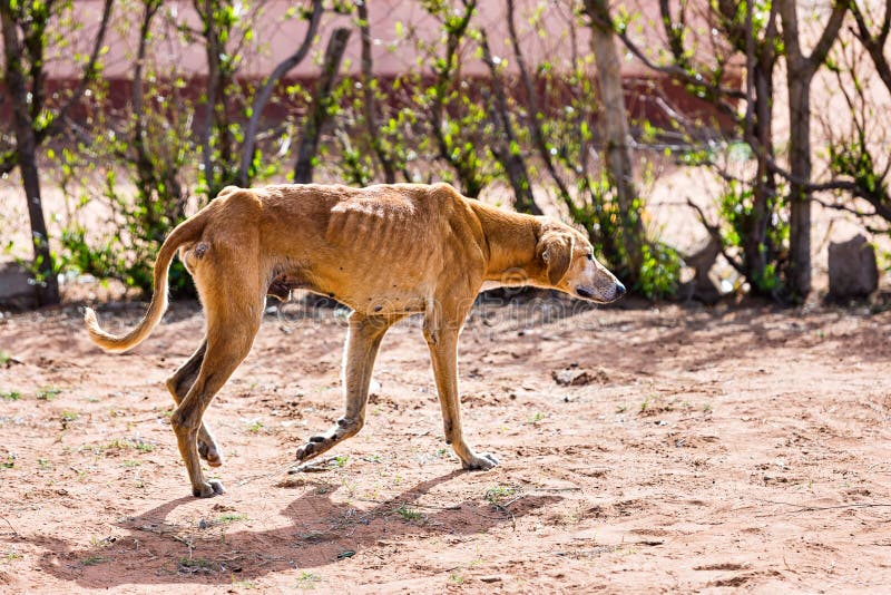 Verhungernder Hund Der Grausamkeit Stockbild Bild von einsamkeit