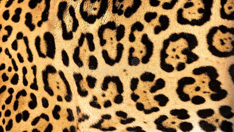 Verklig Live bakgrund för textur för jaguarhudpäls fotografering för bildbyråer