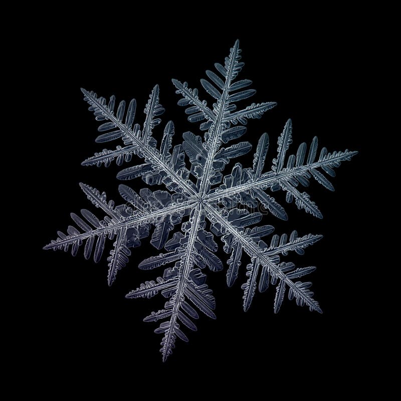 Verklig snöflinga som isoleras på svart bakgrund fotografering för bildbyråer Verklig snöflinga som isoleras på svart bakgrund fotografering för bildbyråer