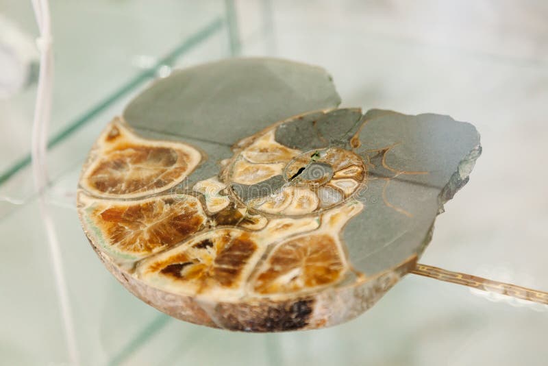 Verkligt forntida förstenat skal för fossil- spiral snigelsten Fossil- stenar i museum royaltyfri foto