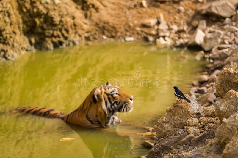 Verkligt gränsa till nationellt djur av den Indien bengal tigern och den nationella fågeln av Bangladesh den orientaliska skatarö royaltyfri bild Verkligt gränsa till nationellt djur av den Indien bengal tigern och den nationella fågeln av Bangladesh den orientaliska skatarö royaltyfri bild