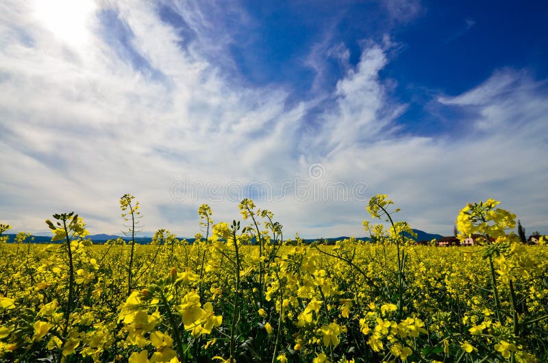 Verkrachtingsgebied, landschap stock foto Verkrachtingsgebied, landschap stock foto