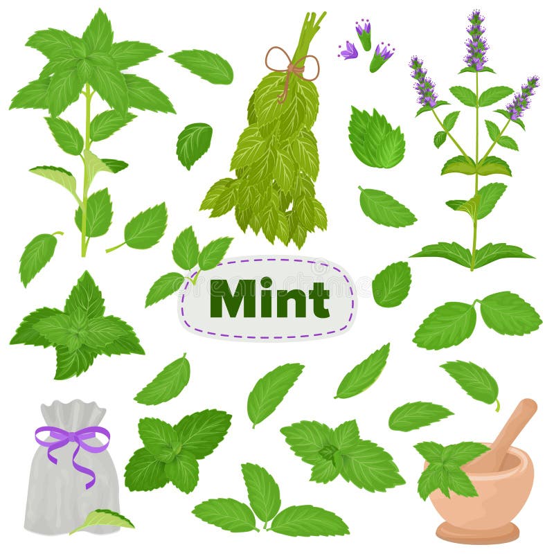 Verlaat de munt vectorgroene munt mentholaroma en verse de illustratiereeks van het pepermuntkruid van het kruidenvoedsel van het stock illustratie Verlaat de munt vectorgroene munt mentholaroma en verse de illustratiereeks van het pepermuntkruid van het kruidenvoedsel van het stock illustratie