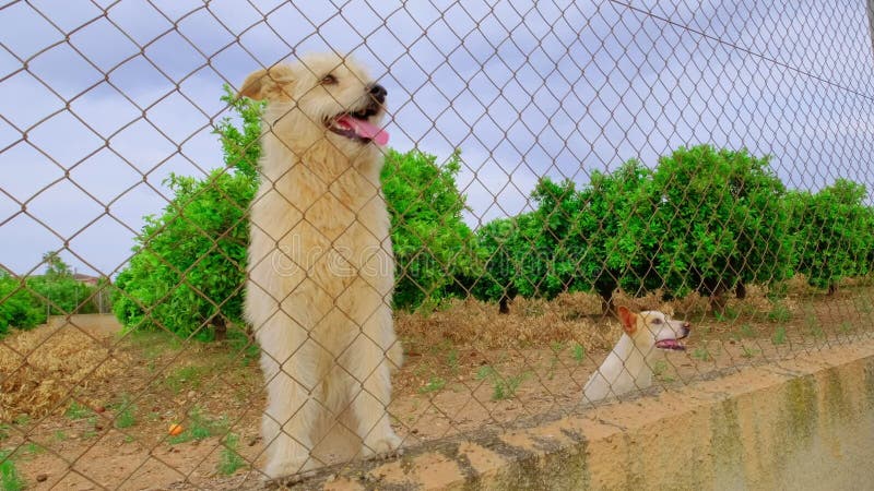 Verlaten schattige hond achter tralies. hongerig huisdier vraagt om eten.