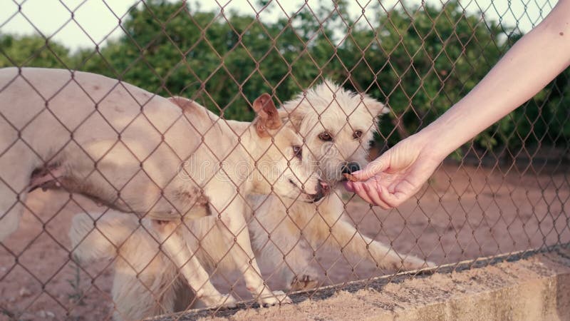 Verlaten schattige hond achter tralies. hongerig huisdier vraagt om eten.