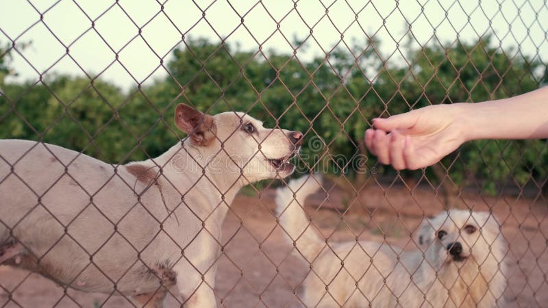 Verlaten schattige hond achter tralies. hongerig huisdier vraagt om eten.