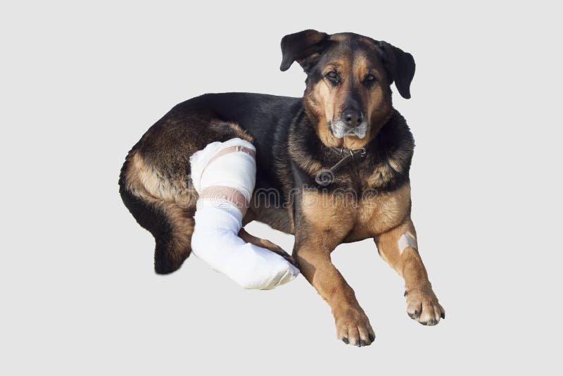 Verletzter Hund, Ein Gebrochenes Bein, Hund Mustert Stockfoto Bild
